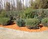 Aplicacin de MULCH